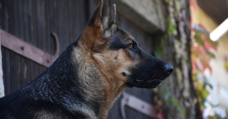 Belgischer Schäferhund: Charakter, Haltung & Pflege im großen Rasseguide