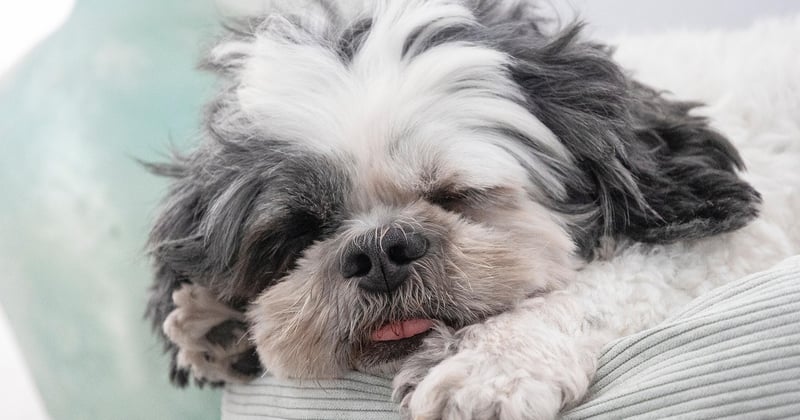 Shih Tzu Pflege, Charakter & Haltung: Der komplette Rasseguide