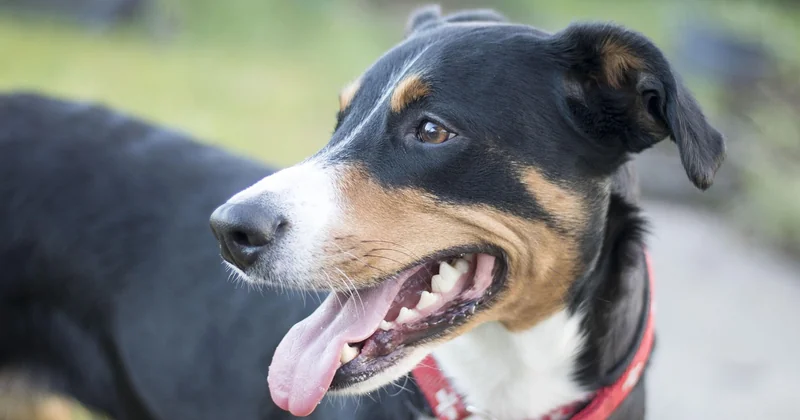 Hund setzt sich hin oder legt sich hin: Was dahinter steckt