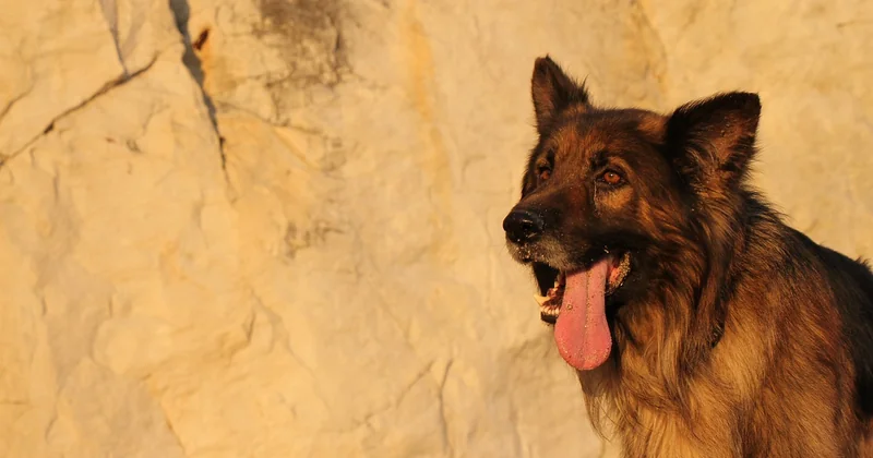 Kosten: Was ein Belgischer Schäferhund wirklich kostet