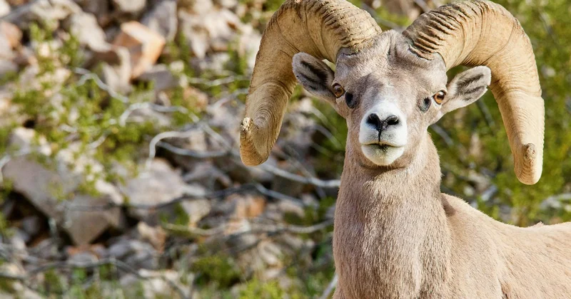 Vom Einhorn-Horn zum Narwal: Eine Geschichte der Verwechslung